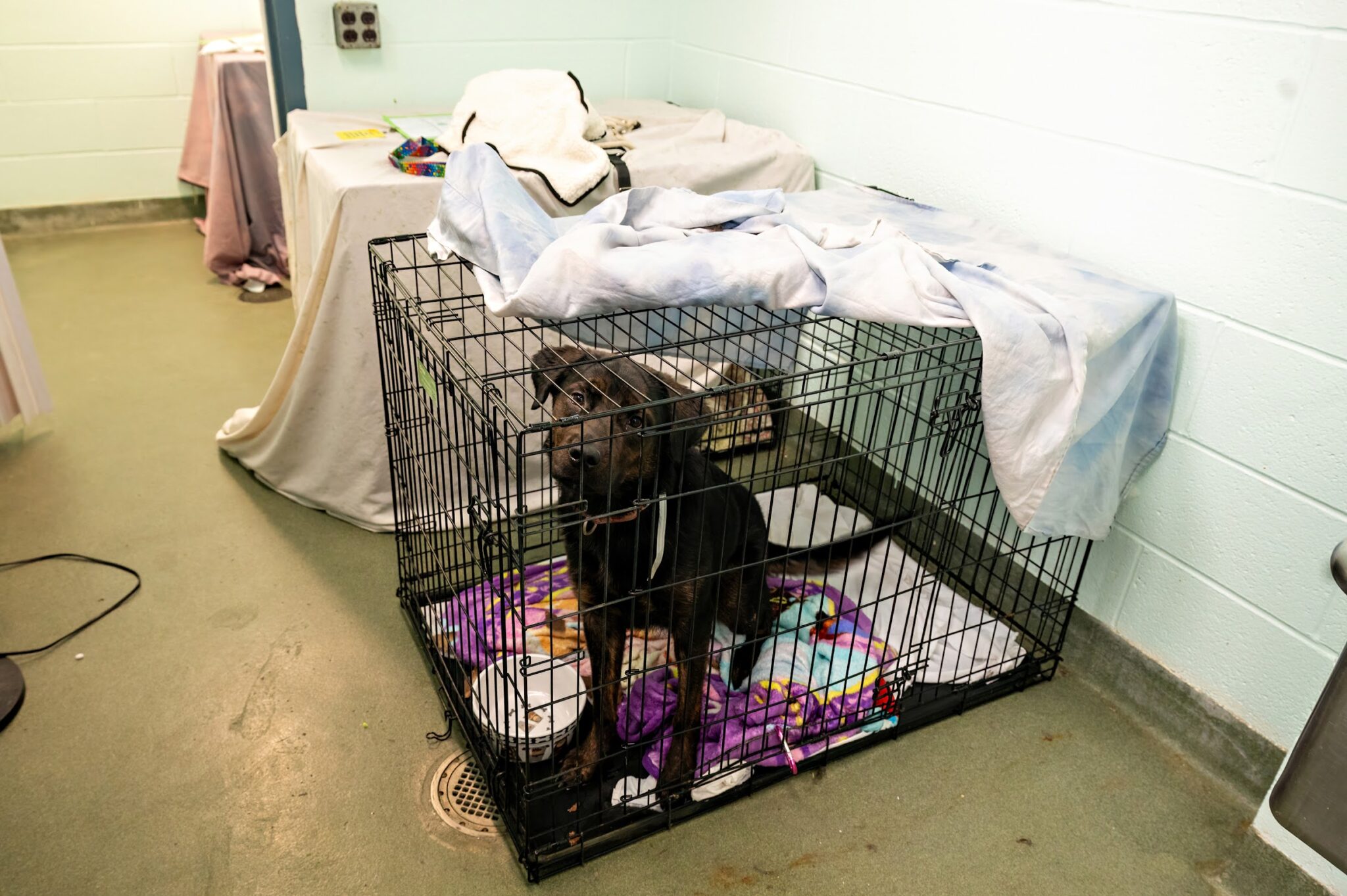 Animal Care Centers of NYC Faces Overcrowding Crisis Amid Adoption Decline Greenpoint Star